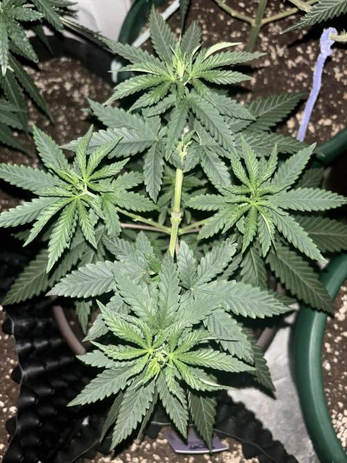 Lemon Cherry Runtz. Week 4