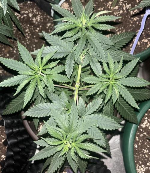 Lemon Cherry Runtz. Week 4
