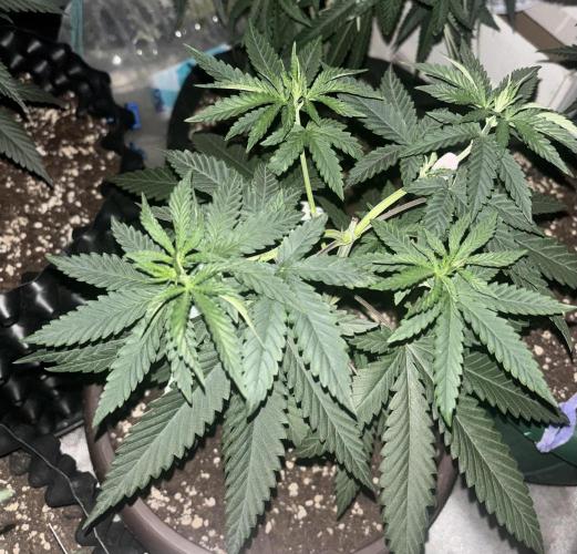 Lemon Cherry Runtz. Week 4