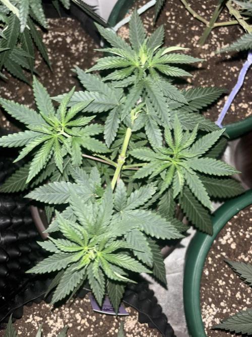 Lemon Cherry Runtz. Week 4