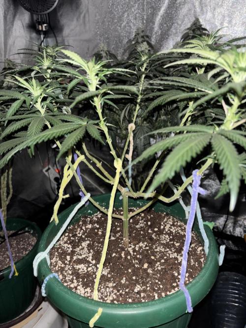 Critical Neville Haze 2.0. Week 10