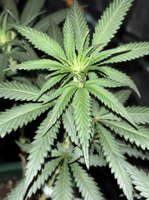 Critical Neville Haze 2.0. Week 10