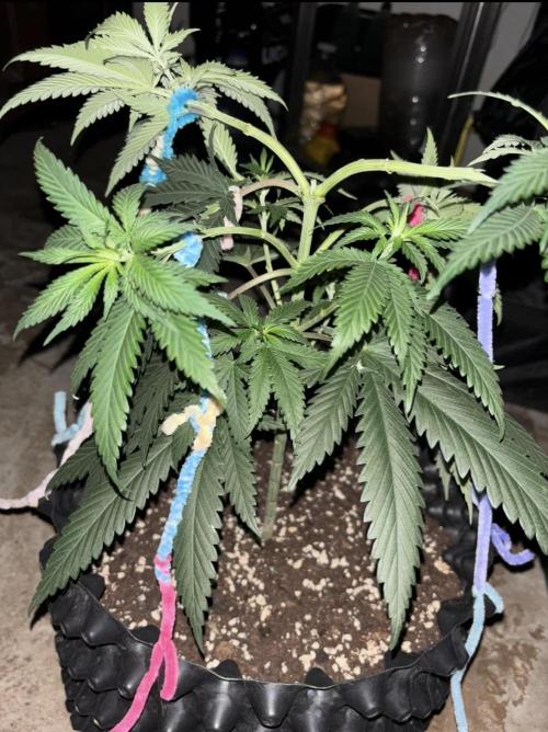 Core Damage. Week 6