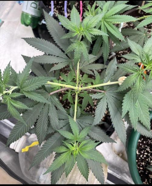 Core Damage. Week 6