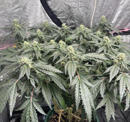 Biscotti Gelato. Week 18