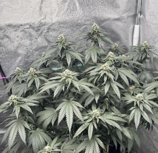 Biscotti Gelato. Week 18