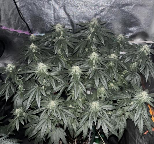 Biscotti Gelato. Week 18