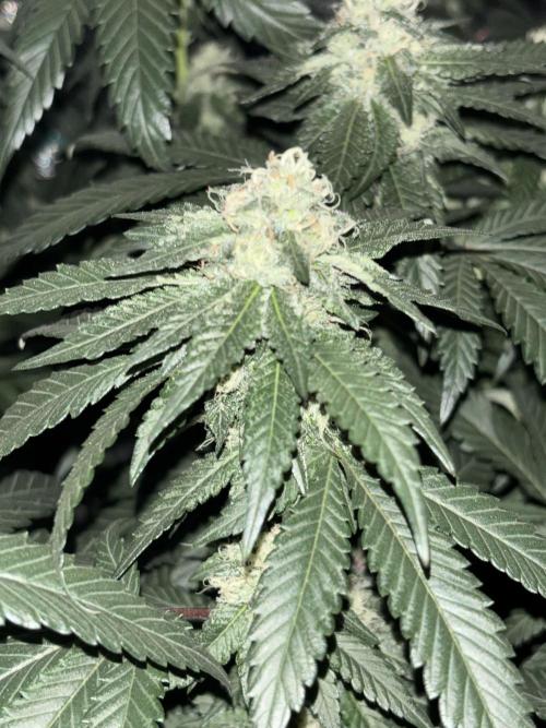 Biscotti Gelato. Week 18