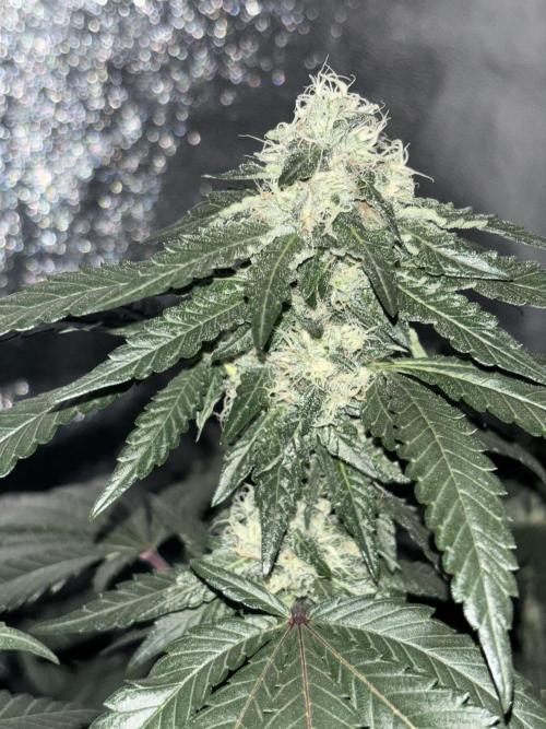 Biscotti Gelato. Week 18