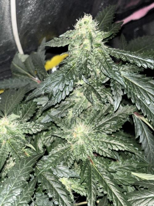 Biscotti Gelato. Week 18