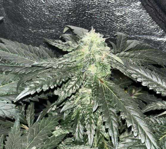 Biscotti Gelato. Week 18