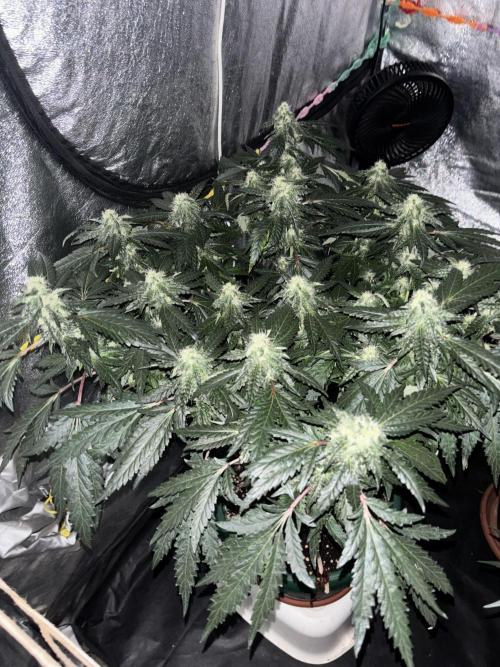 Biscotti Gelato. Week 18