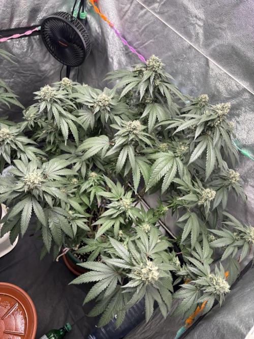 Biscotti Gelato. Week 19