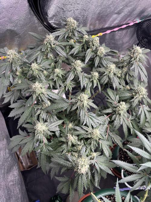 Biscotti Gelato. Week 19