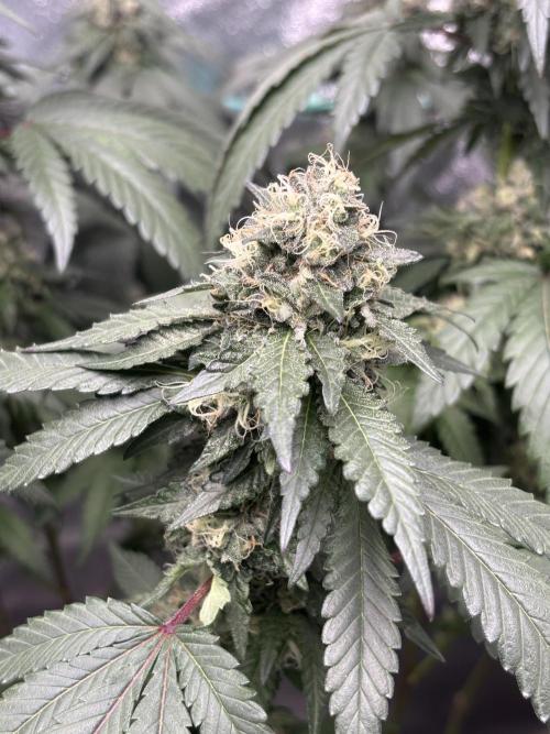Biscotti Gelato. Week 19