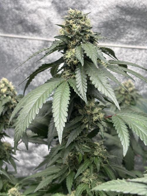Biscotti Gelato. Week 19