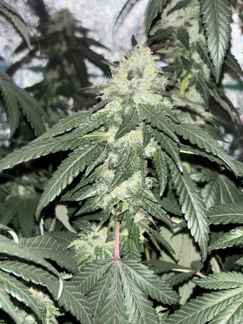 Biscotti Gelato. Week 19