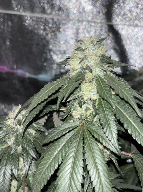 Biscotti Gelato. Week 19