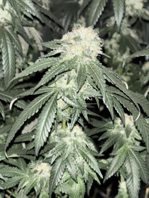 Biscotti Gelato. Week 19