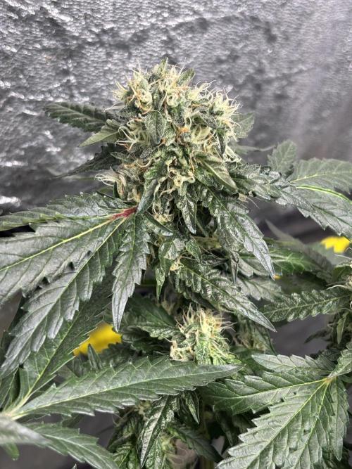 Biscotti Gelato. Week 19