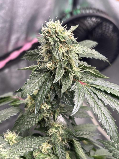 Biscotti Gelato. Week 19