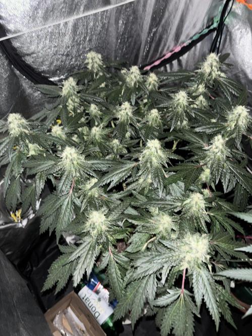 Biscotti Gelato. Week 19