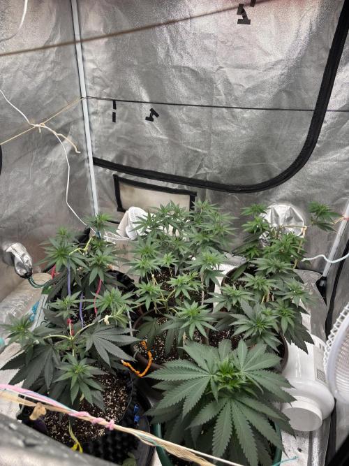 Lemon Cherry Runtz. Week 6