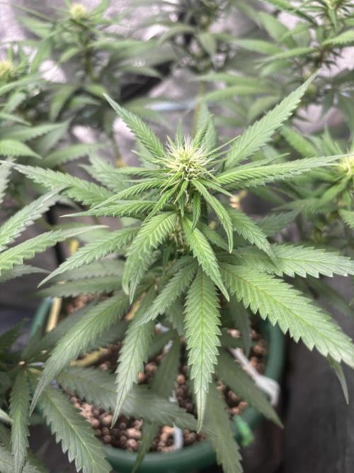 Critical Neville Haze 2.0. Week 11