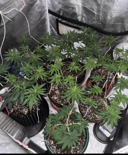 Core Damage. Week 7