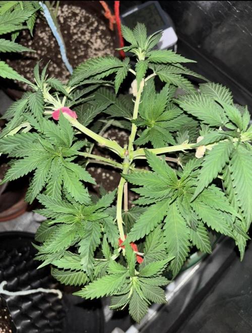 Core Damage. Week 7