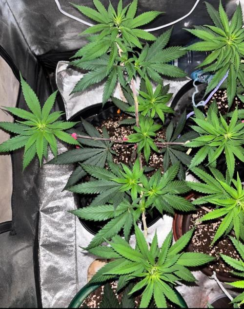 Core Damage. Week 7