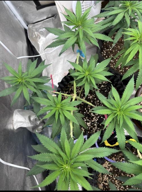 Core Damage. Week 7