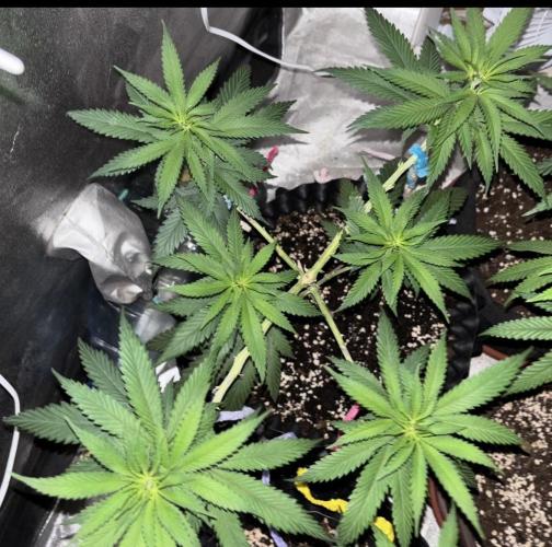 Core Damage. Week 7