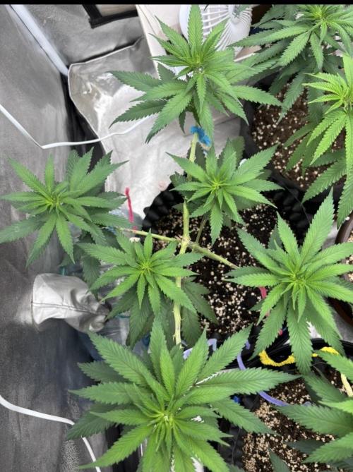 Core Damage. Week 7