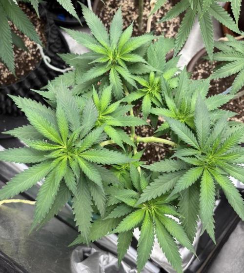 Core Damage. Week 8