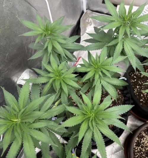 Core Damage. Week 8