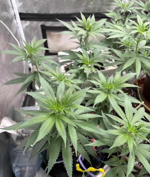 Core Damage. Week 8