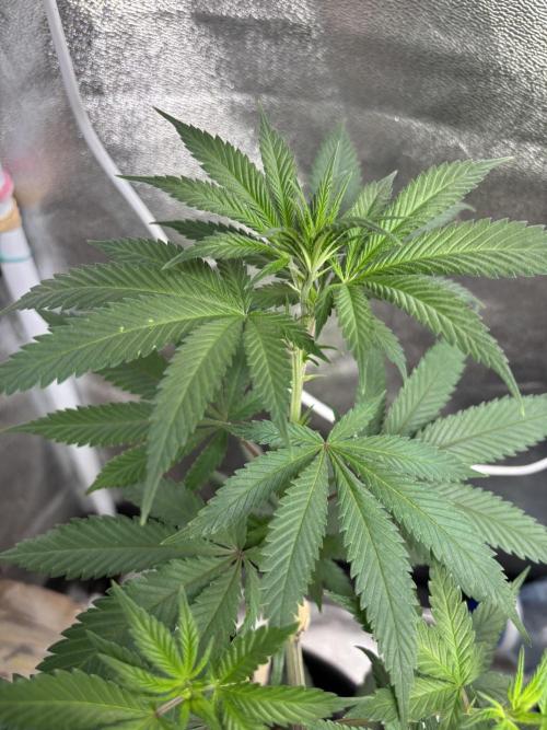 Core Damage. Week 8