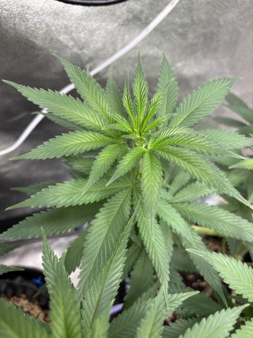Core Damage. Week 8