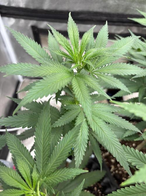 Core Damage. Week 8
