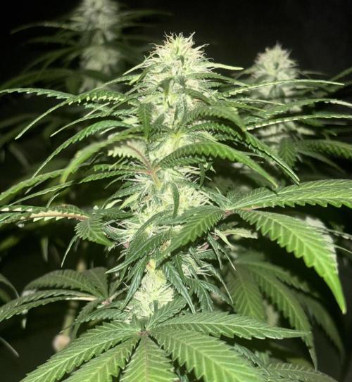 Critical Neville Haze 2.0. Week 12
