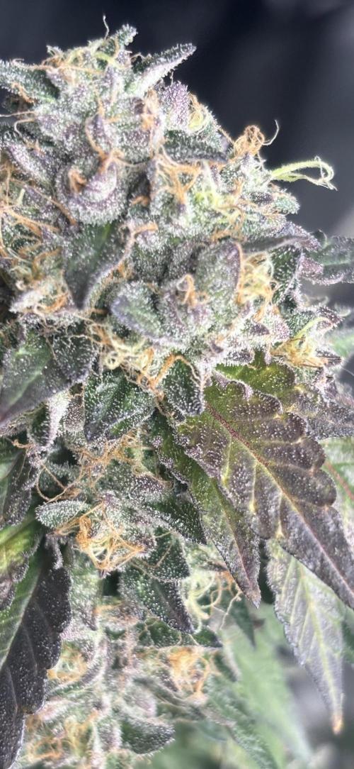 Biscotti Gelato. Week 21