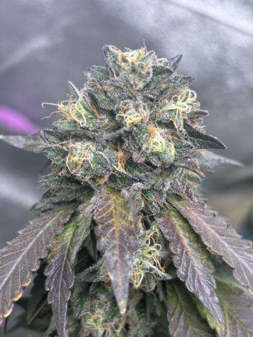 Biscotti Gelato. Week 21