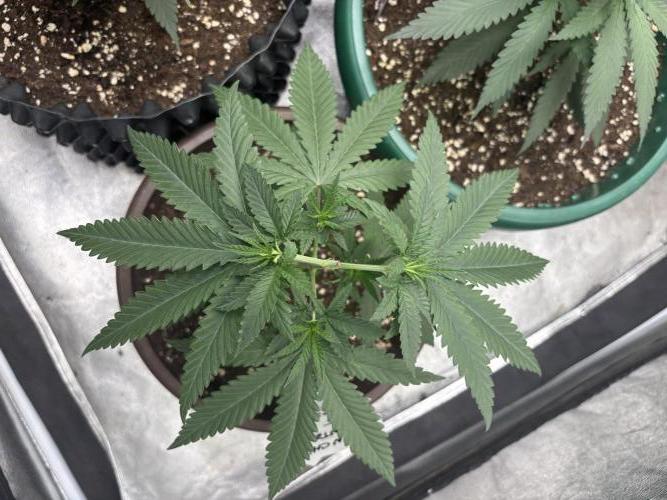 Lemon Cherry Runtz. Week 3 - Here we go
