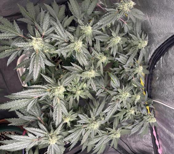 Biscotti Gelato. Week 18