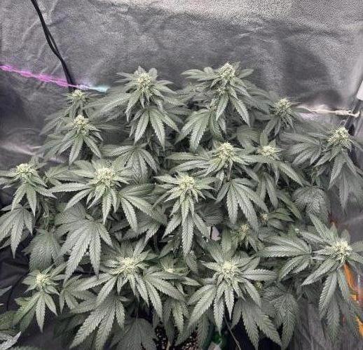 Biscotti Gelato. Week 18
