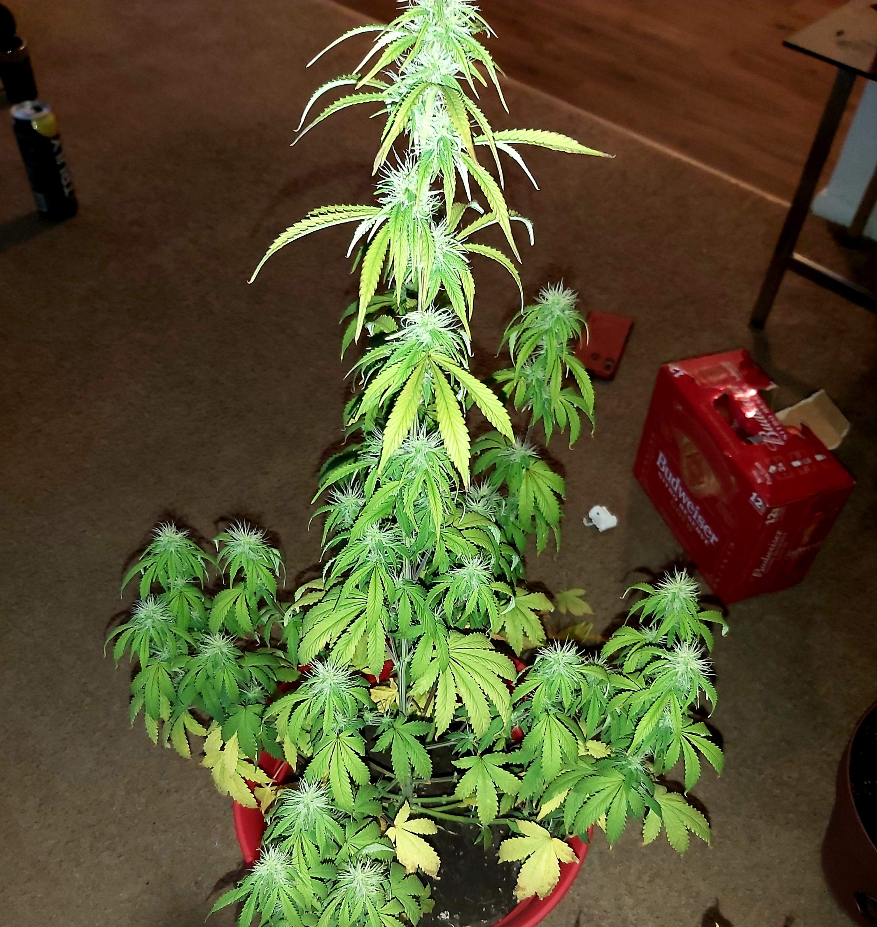 Fast Buds Wedding Cheesecake Auto, Fast Buds Girl Scout Cookies Auto