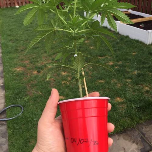 Toronto Outdoor 2020. Week 4 - Shishkaberry