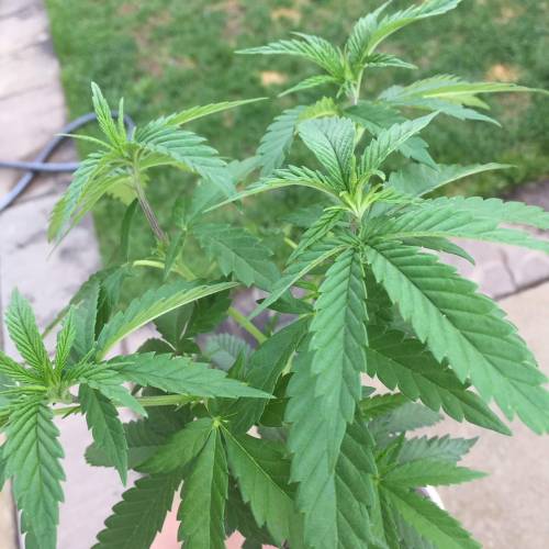 Toronto Outdoor 2020. Week 4 - Shish