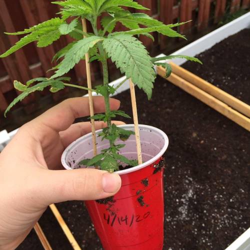 Toronto Outdoor 2020. Week 4 - Ayahuasca Purple